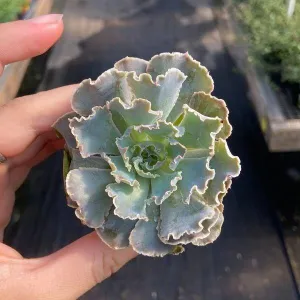 Echeveria 'Rosea' Succulent